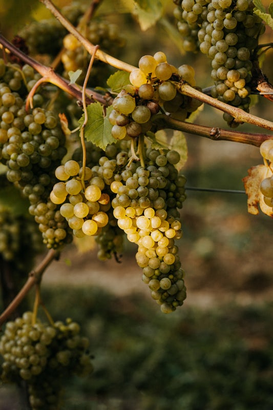 winogrona z polskiej winnicy skapane w sloncu poziom
